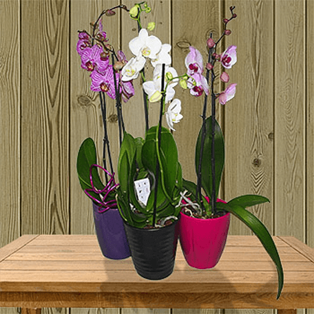 Produto: Choice Orquídea